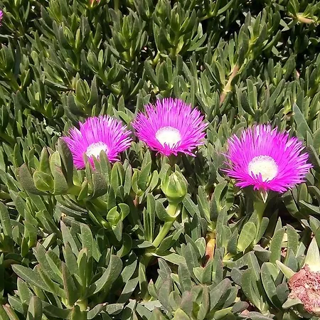 Holiday home La Cascina Di Barone Noto